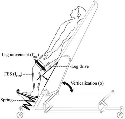 Distinctive Steady-State Heart Rate and Blood Pressure Responses to Passive Robotic Leg Exercise and Functional Electrical Stimulation during Head-Up Tilt